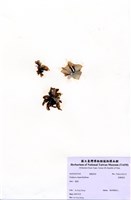 藏品(荷葉紫菜)的圖片